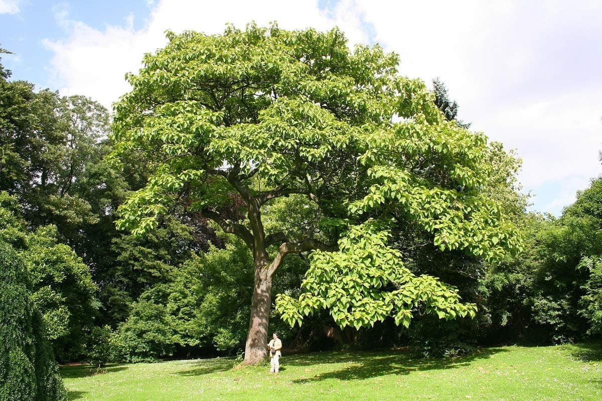 Arjuna Tree