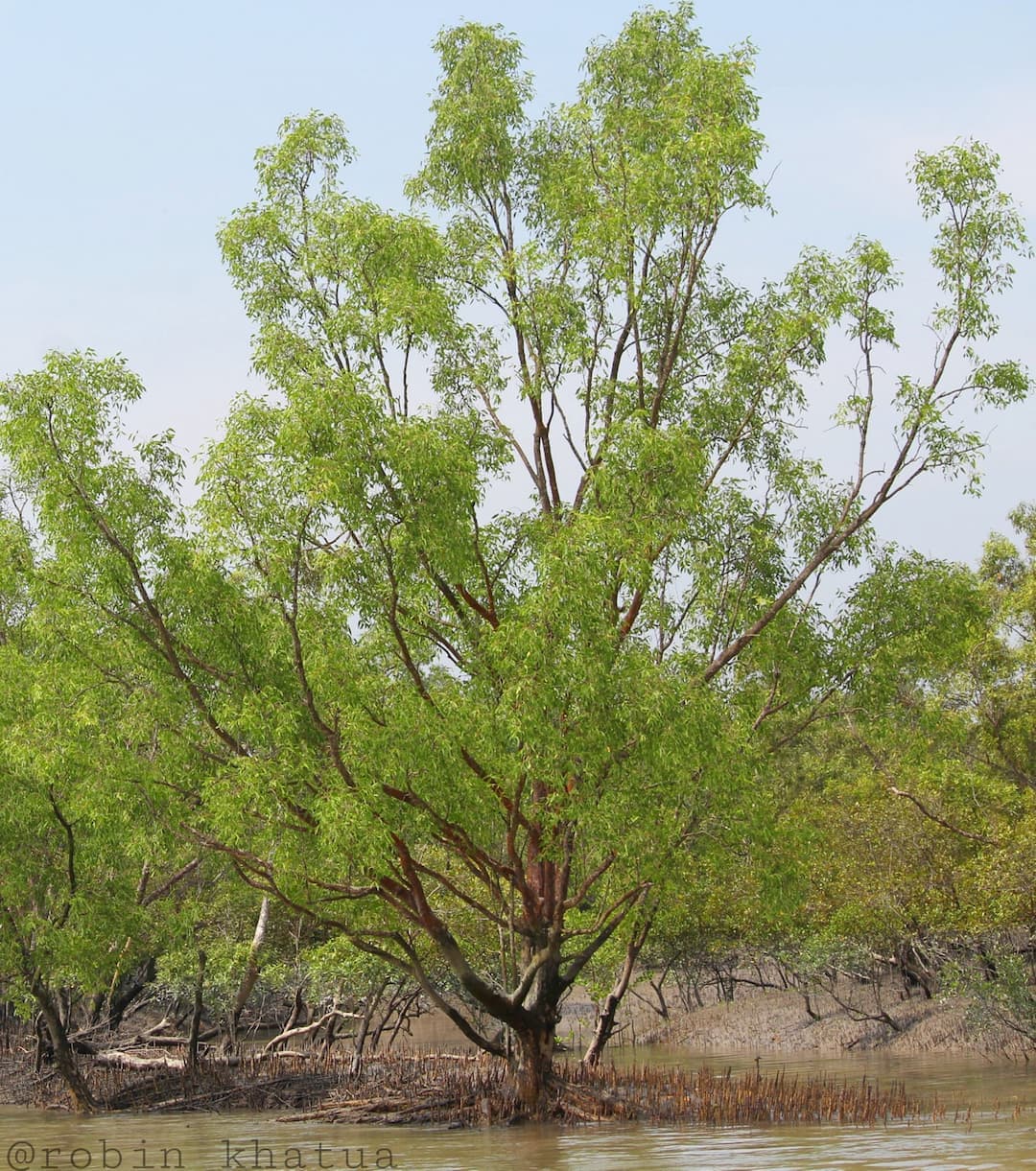 Kewra Tree