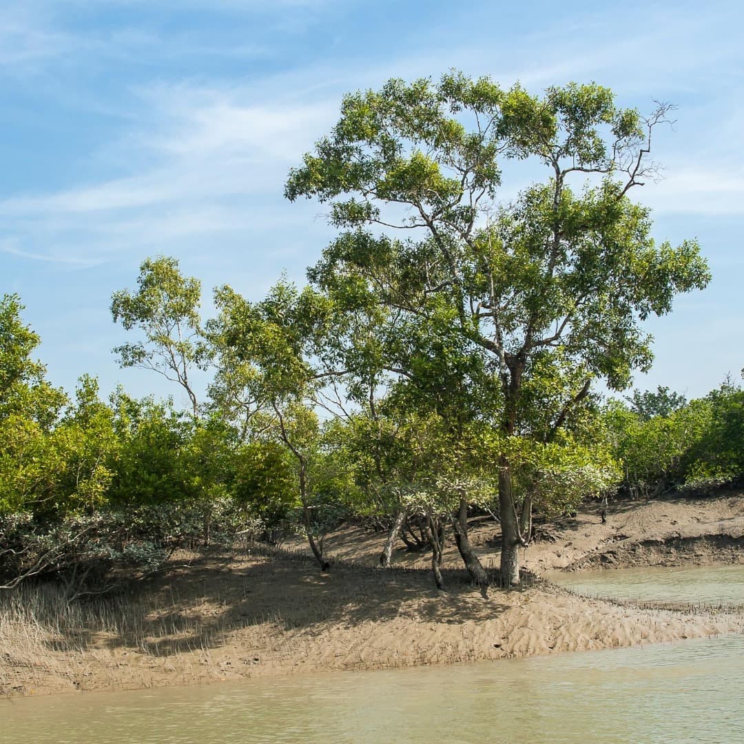 Sundari Tree